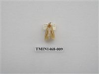 藏品(尺蠖蛾科)的圖片
